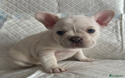 French Bulldog dogs for stud: 5 PANEL HEALTH CLEAR CHARLIE VERY WELL PROVEN! - Image 16