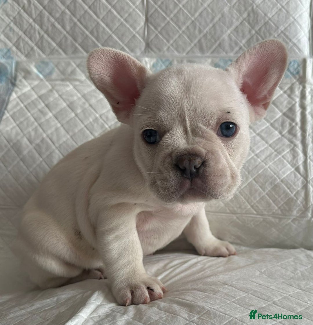 French Bulldog dogs for stud: 5 PANEL HEALTH CLEAR CHARLIE VERY WELL PROVEN! - Image 16