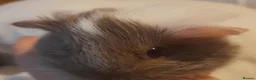 Guinea Pig rodents for sale: Two Young Guinea Pigs - Advert 3