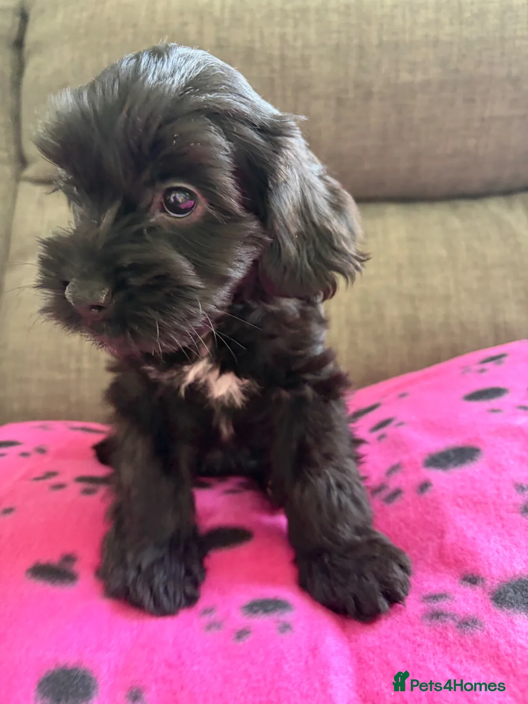 Cockapoo dogs for sale: 2x cockapoo puppies - Advert 2
