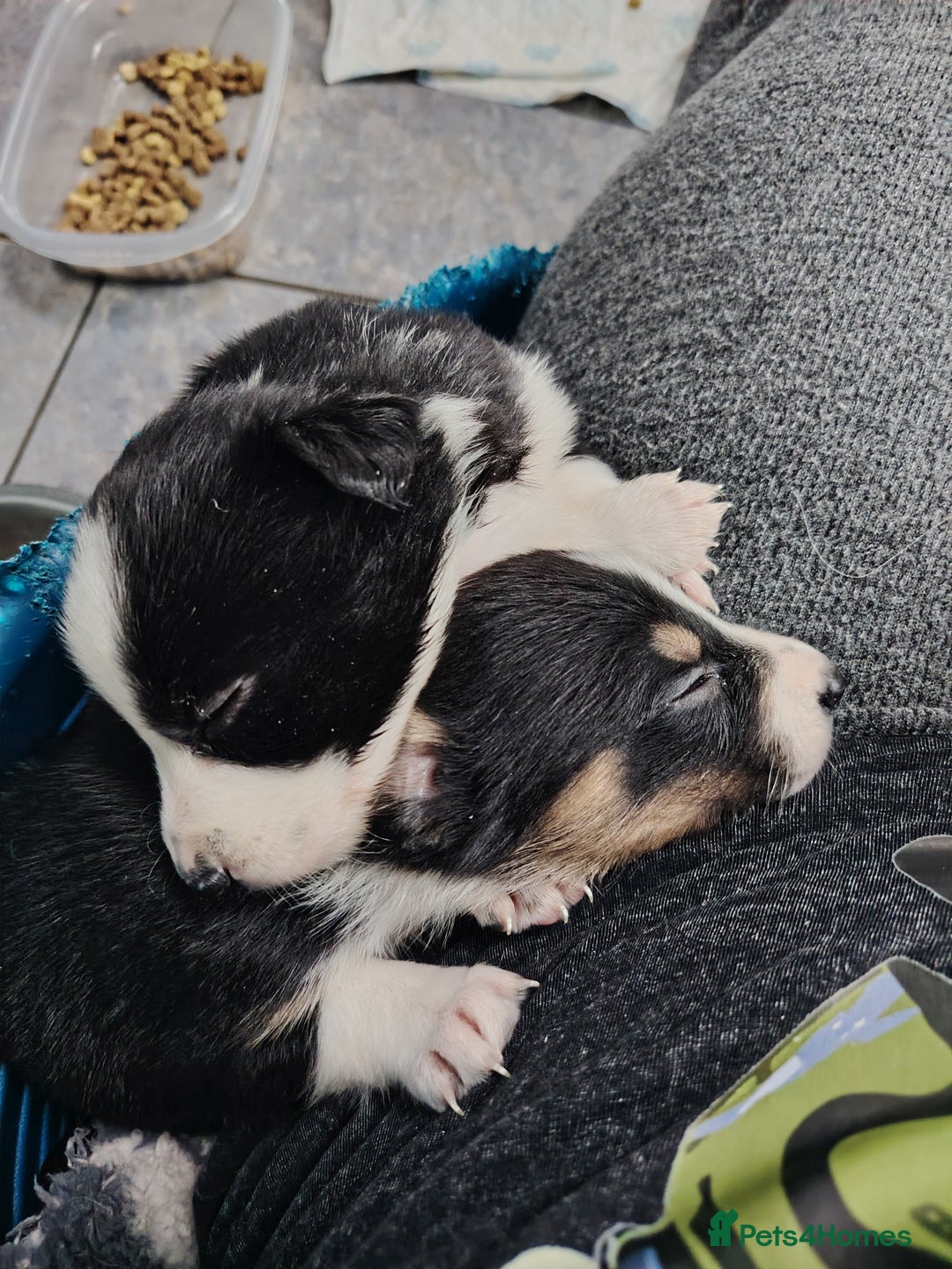 Border Collie dogs for sale: Border collie and blue merle  - Advert 16