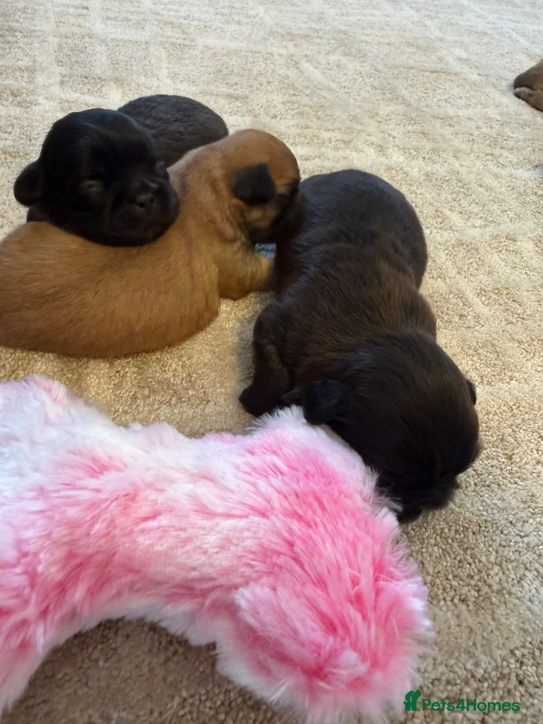 Shih Tzu dogs for sale: Shih Tzu Puppies  - Advert 2