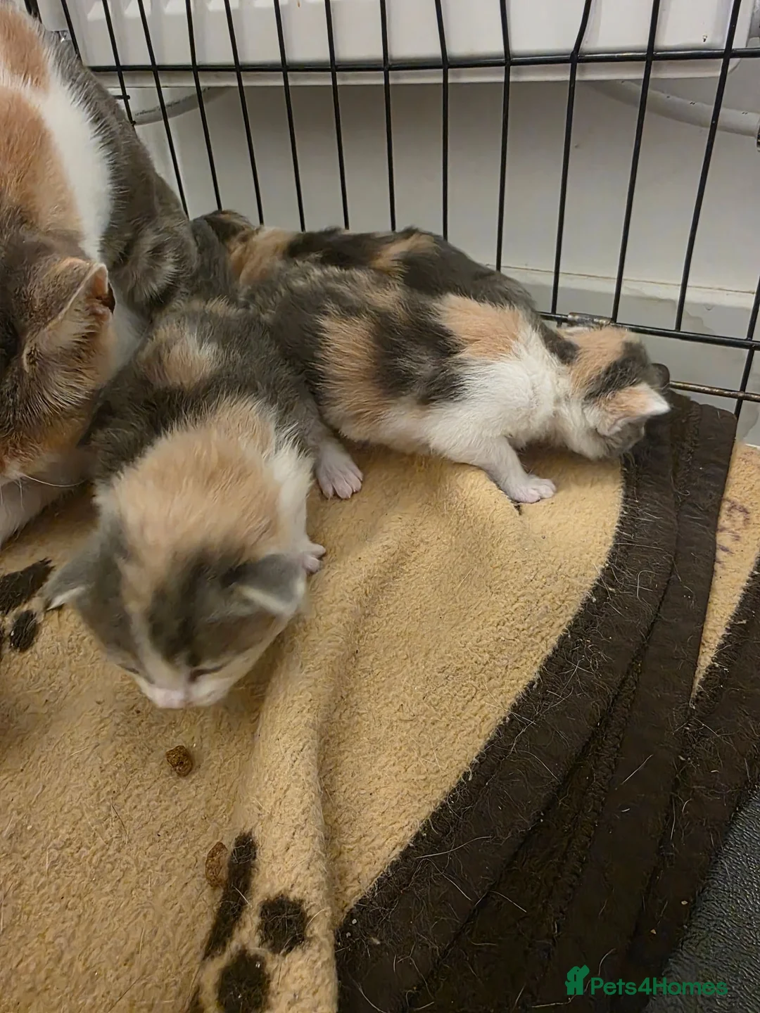 Mixed Breed cats for sale: 2 kittens for sale  - Advert 2