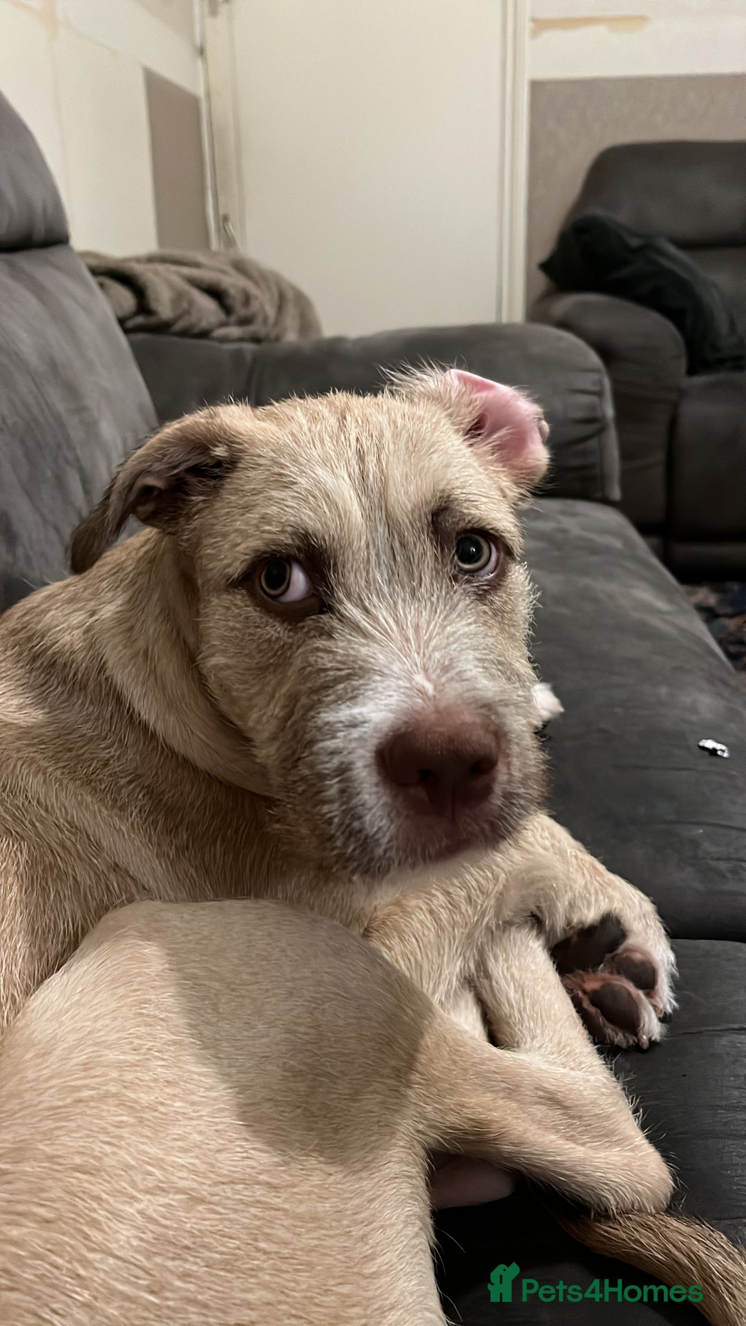 Mixed Breed dogs for sale: 9 month old Wheaten terrier staffy cross  - Advert 2