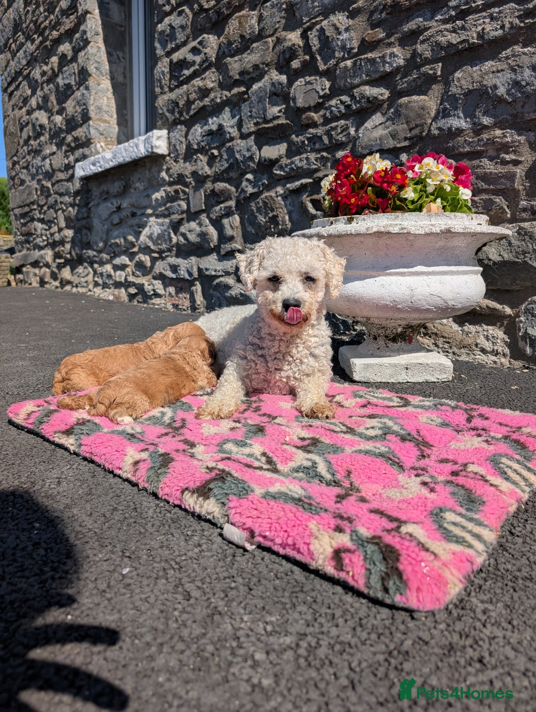 Cavachon dogs for sale: 2 Gorgeous Cavachons left🩷🩷 - Image 2