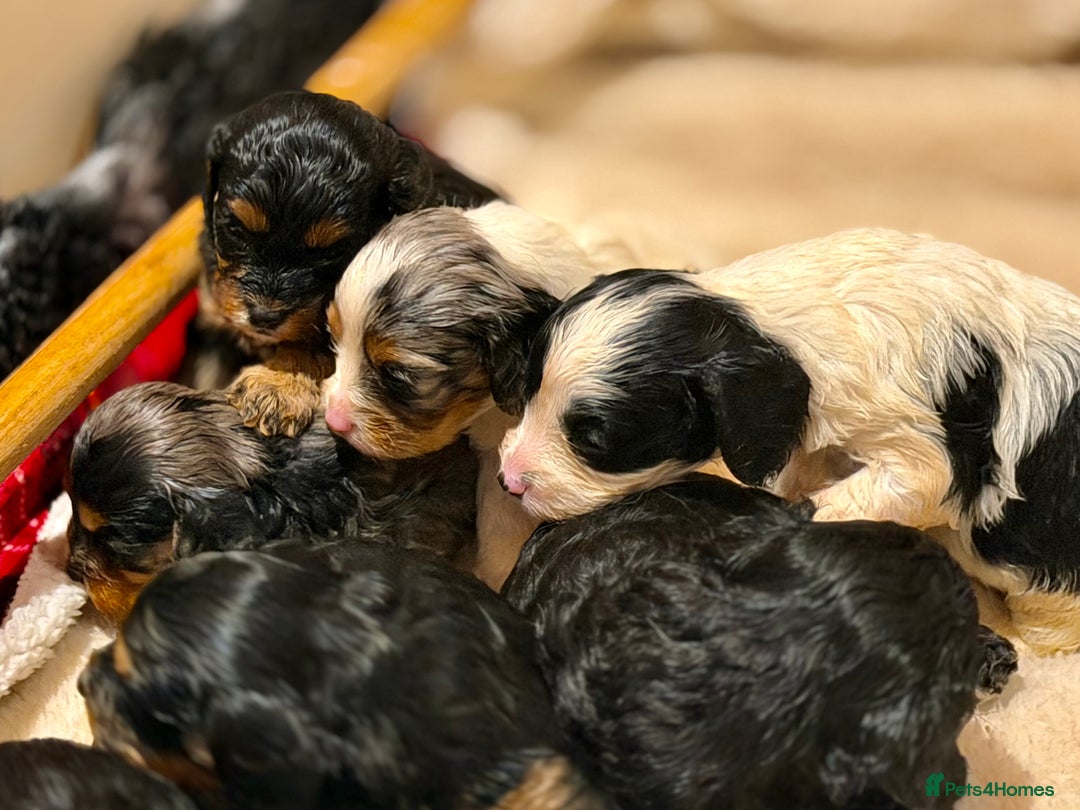 Cavapoo dogs for sale: Exceptional examples of top class cavapoo puppies  - Advert 11