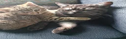 British Shorthair cats for sale: Nora  - Advert 9