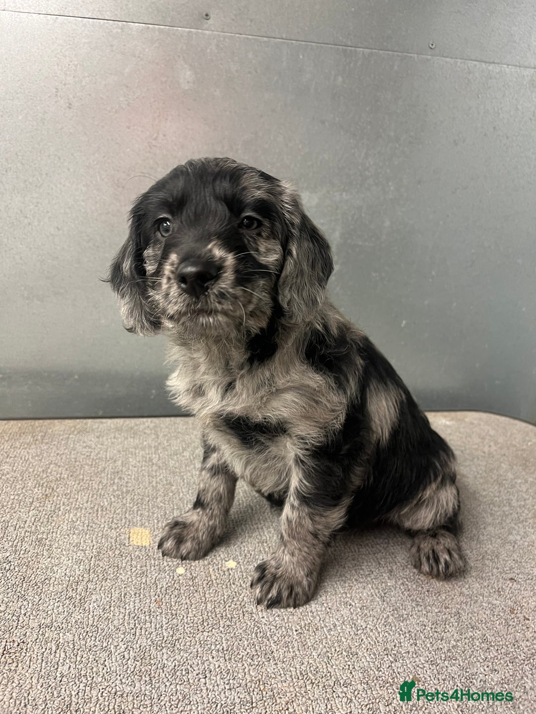 Miniature Poodle dogs for stud: Blue Merle, Chocolate carrier, Miniature stud in Newcastle - Advert 17