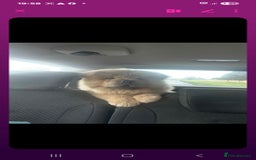 Chow Chow dogs for sale: Outstanding 3 beautiful chow pups - Image 1