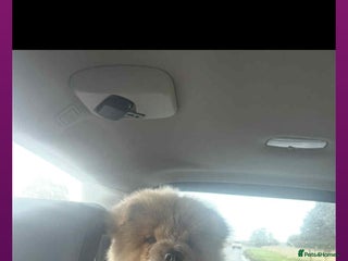 Chow Chow dogs MASIVELY REDUCED 2 chow pups kc reg - Advert 2