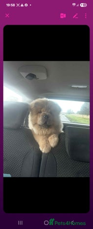 Chow Chow dogs - Advert 1