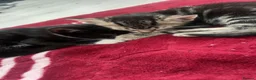 Mixed Breed cats for sale: Kittens for sale - Advert 6