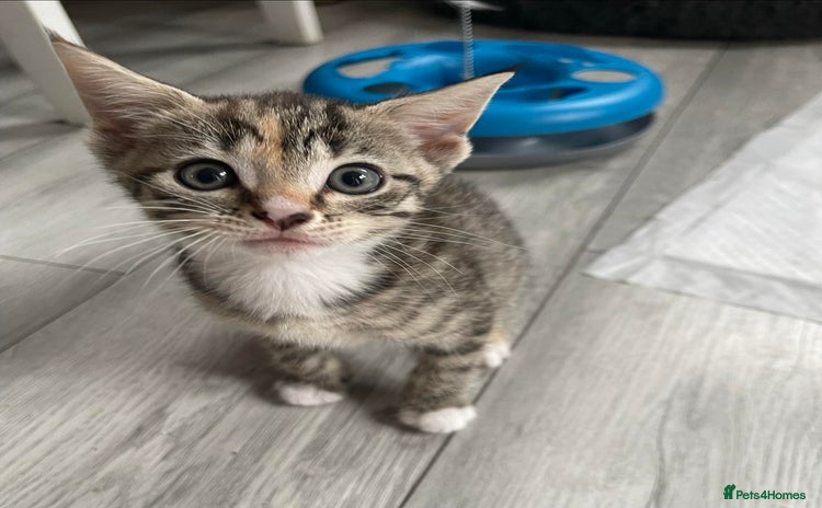 Mixed Breed cats - Advert 4