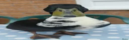Ducks poultry for sale: Black Swedish duck in Stockport - Advert 3