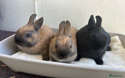 Netherland Dwarf rabbits for sale: Netherland Dwarf Bunnies available 17/06/2025 in Leatherhead - Image 4