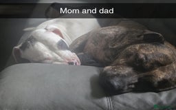 Mixed Breed dogs for sale: American Bull Staffy Puppies - Image 11