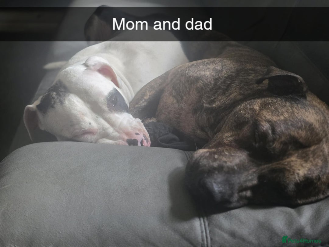 Mixed Breed dogs for sale: American Bull Staffy Puppies - Image 11