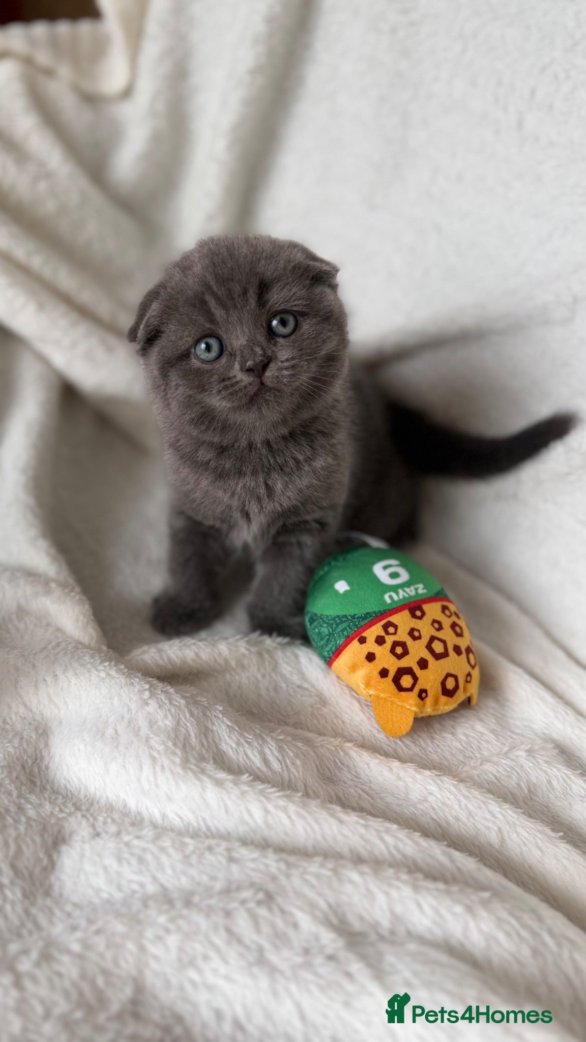 Scottish Fold cats Last 1 girl and 1 boy - Advert 13