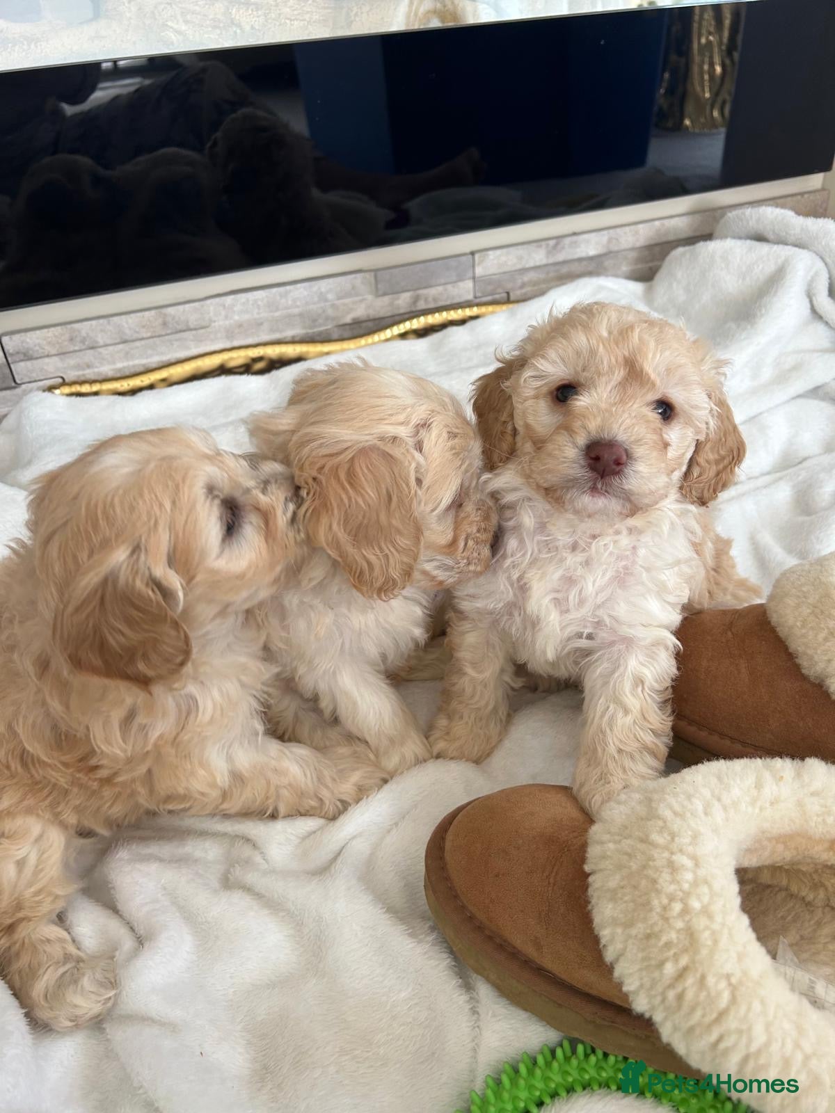 Cockapoo dogs Beautiful fb1 cockapoo puppies 1 boy 2 girls left - Advert 1