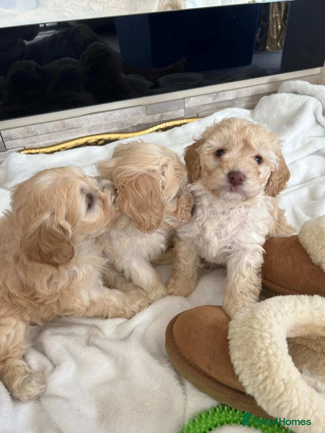 Cockapoo dogs for sale: Beautiful fb1 cockapoo puppies 1 boy 2 girls left in Somerton - Advert 1