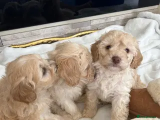Cockapoo dogs Beautiful fb1 cockapoo puppies 1 boy 2 girls left - Advert 1