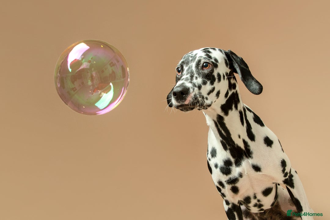 Dalmatian dogs for stud: Looking for Dalmatian stud! - Image 2