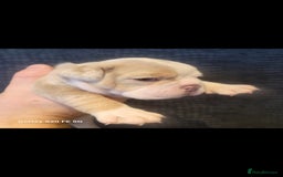 Olde English Bulldogge dogs for sale: Old English Bulldog Puppies - Image 39