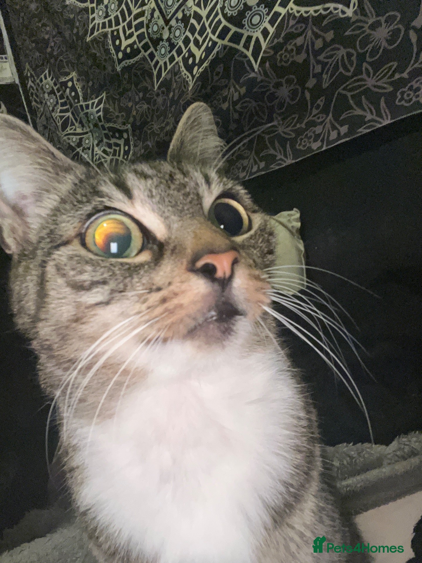 Mixed Breed cats Bubbles - Advert 5