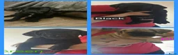 Cane Corso dogs for sale: *Ready to leave* Cane Corso puppys  - Advert 8