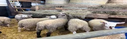 Sheep livestock for sale: Ewe Lambs - Advert 14