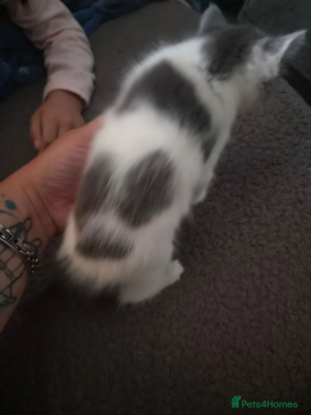 Mixed Breed cats for sale: 2 grey and white fluffy kittens - Advert 8