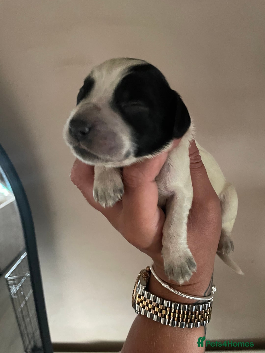 Sprocker dogs for sale: Sprocker puppys - Image 2