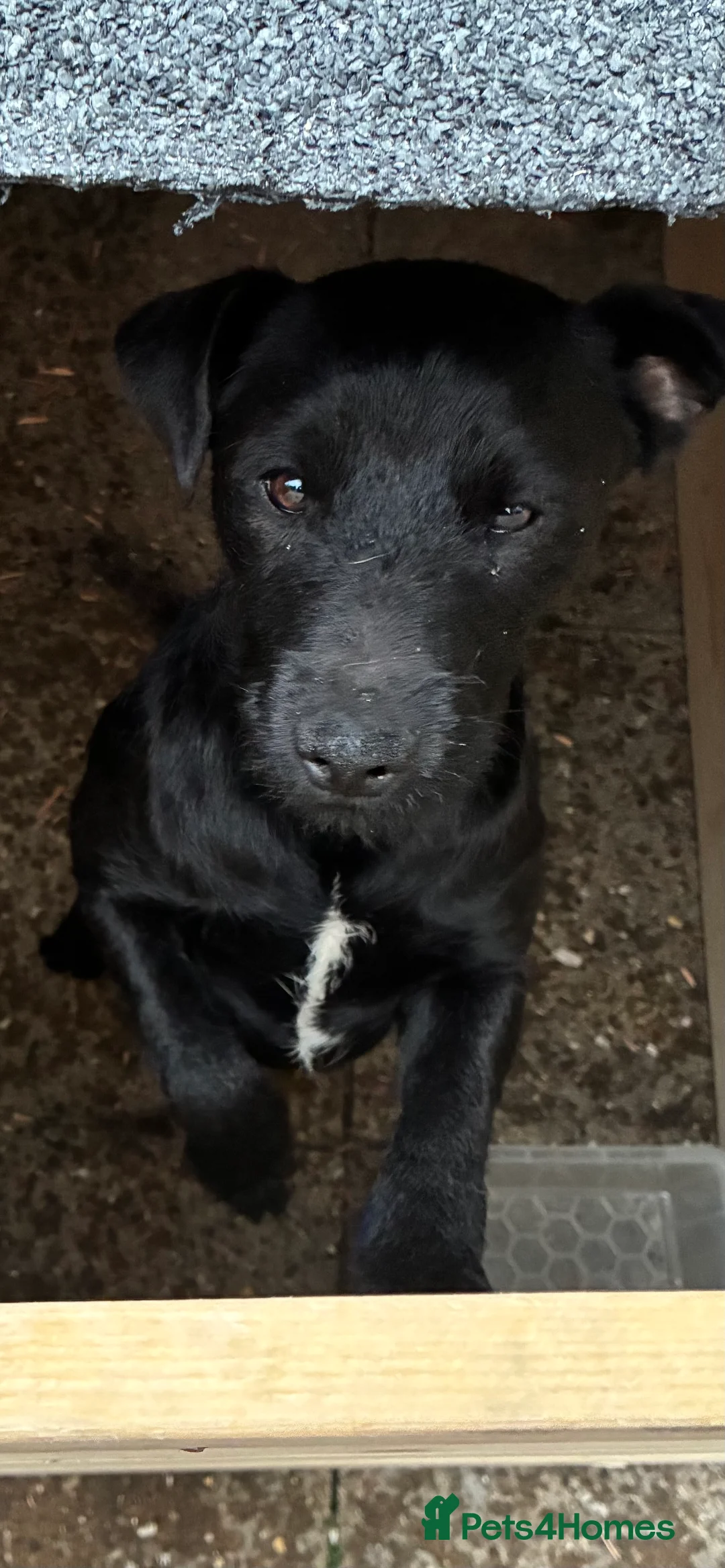 Mixed Breed dogs for sale: Axel & Winston looking for their forever home - Advert 2