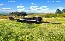 Mixed Breed dogs for sale: German Shepard cross - Image 2