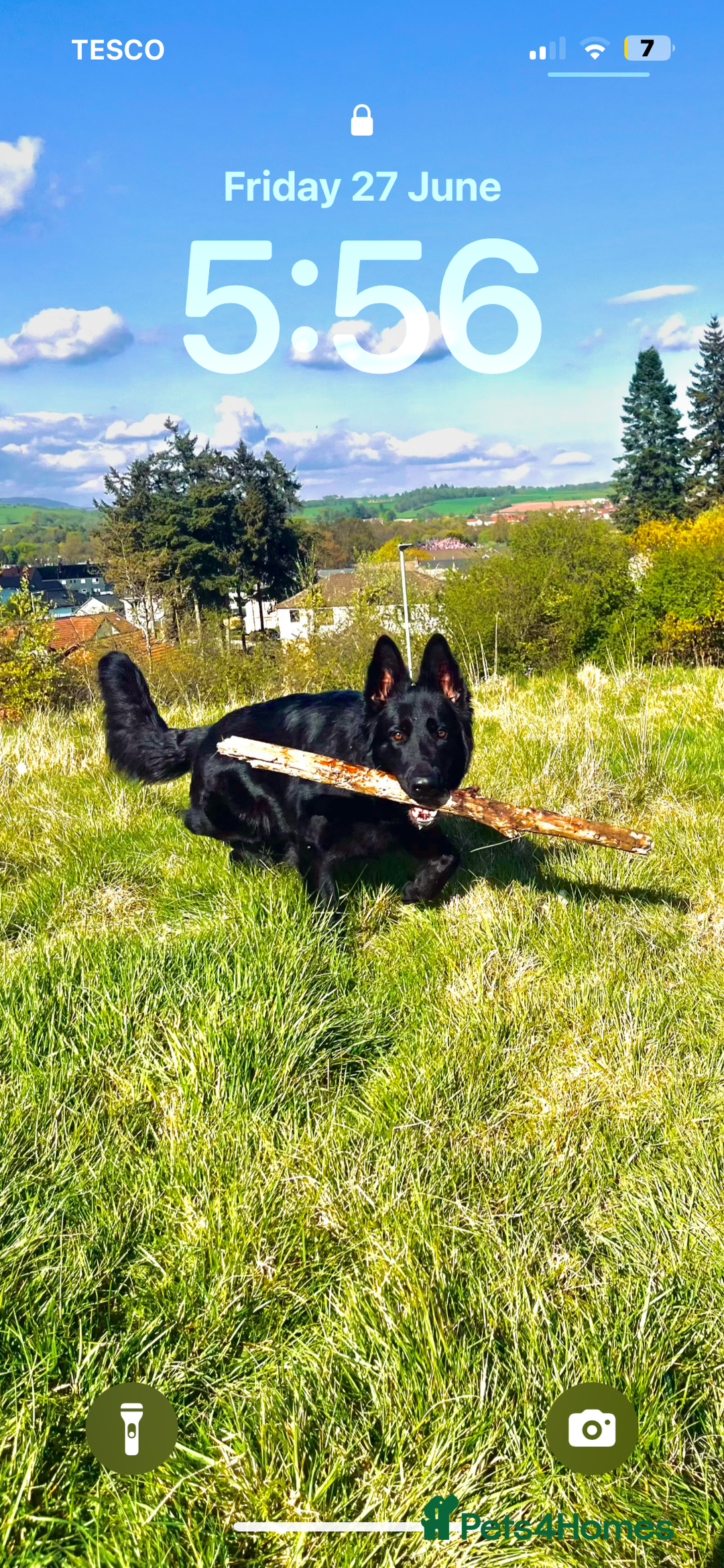 Mixed Breed dogs for sale: German Shepard cross - Image 2