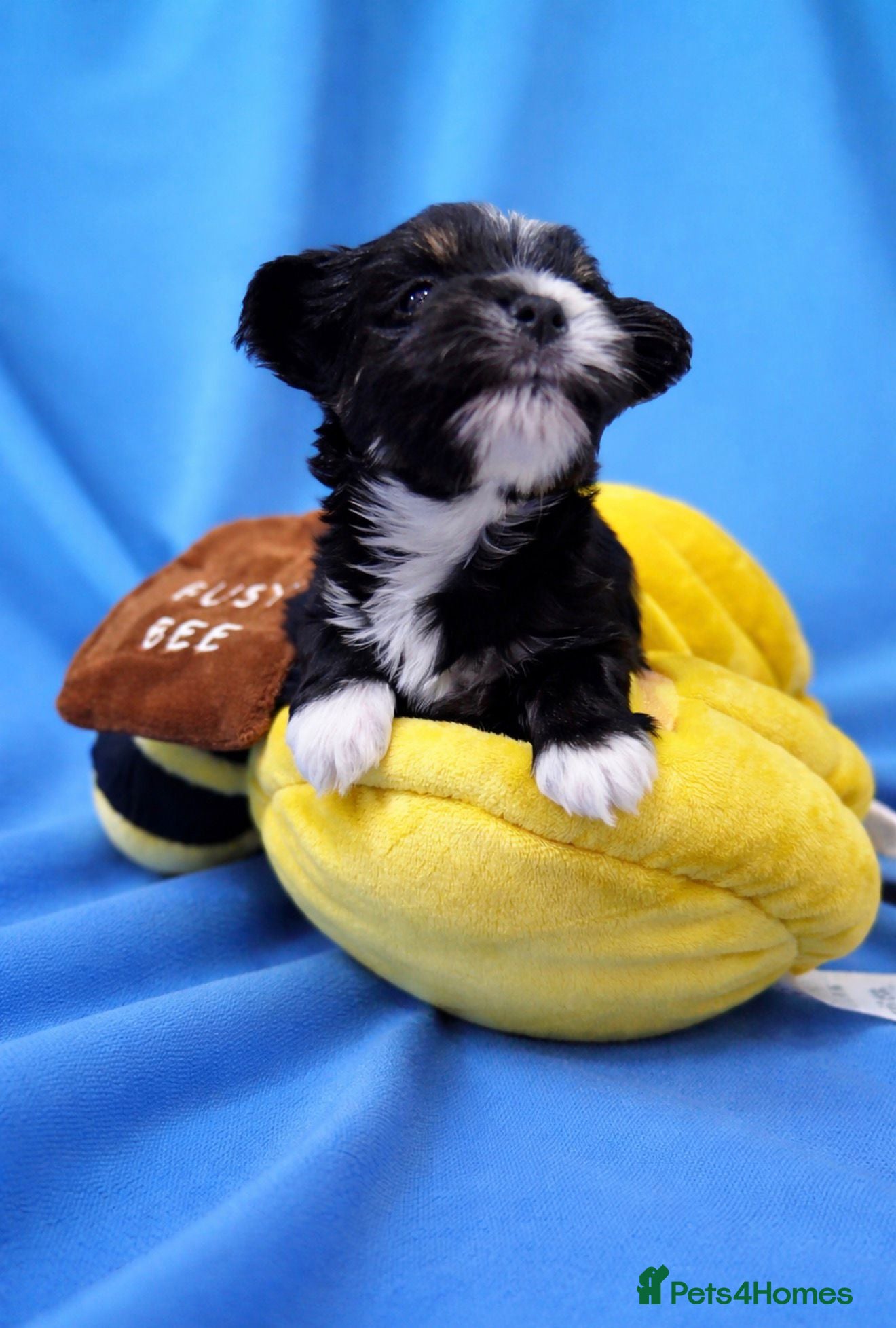 Biewer Terrier dogs Biewer Terrier  - Advert 1