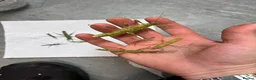 Stick Insects invertebrates for sale: Eurycantha calcarata  in Stockport - Advert 3