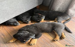 Rottweiler dogs for sale: Stunning Rottweiler puppies  - Image 33