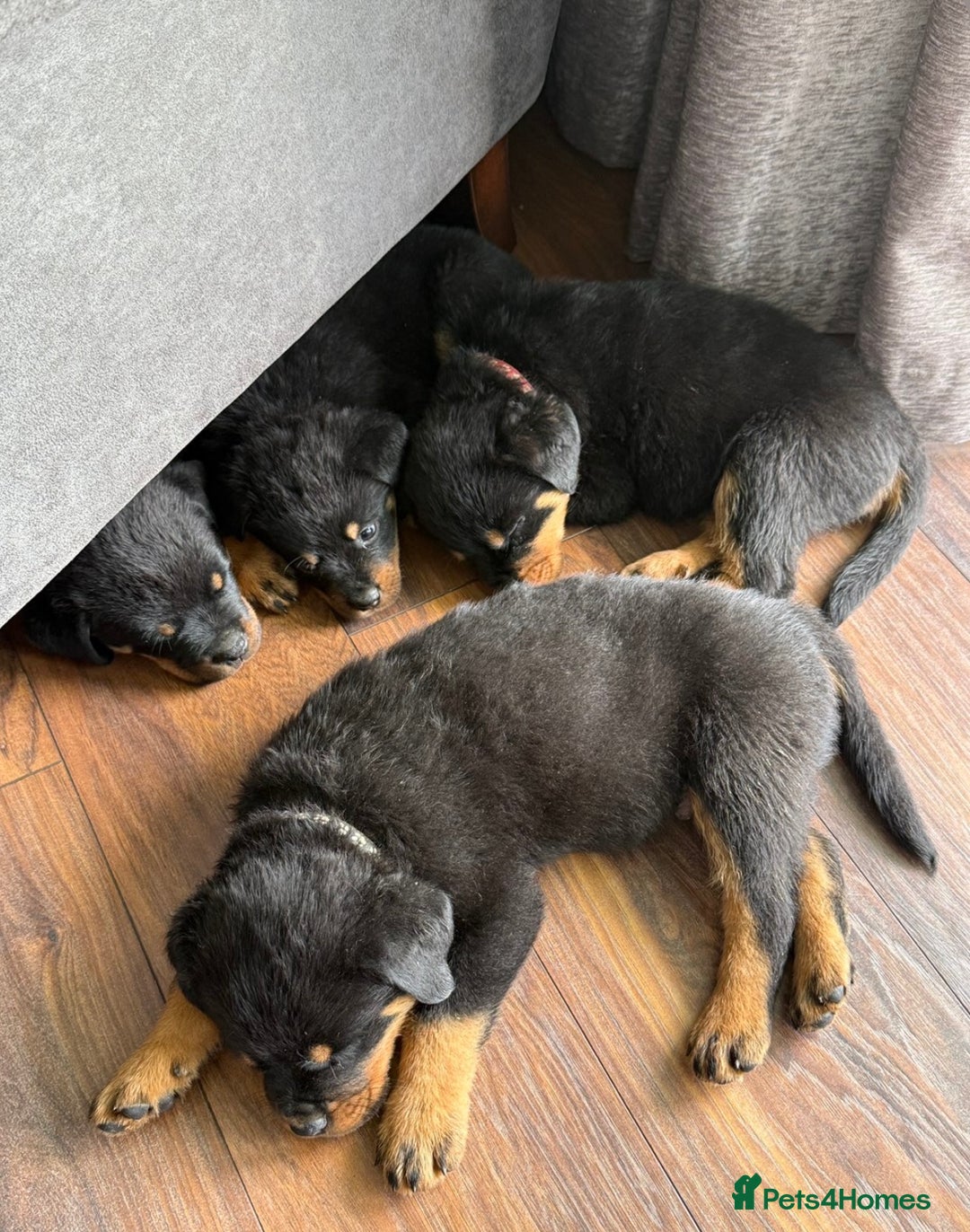 Rottweiler dogs for sale: Stunning Rottweiler puppies  - Image 33