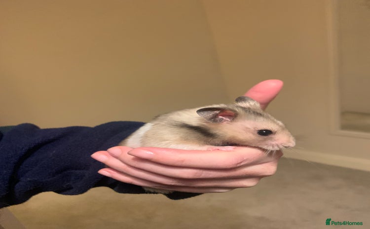 Hamster rodents - Advert 1