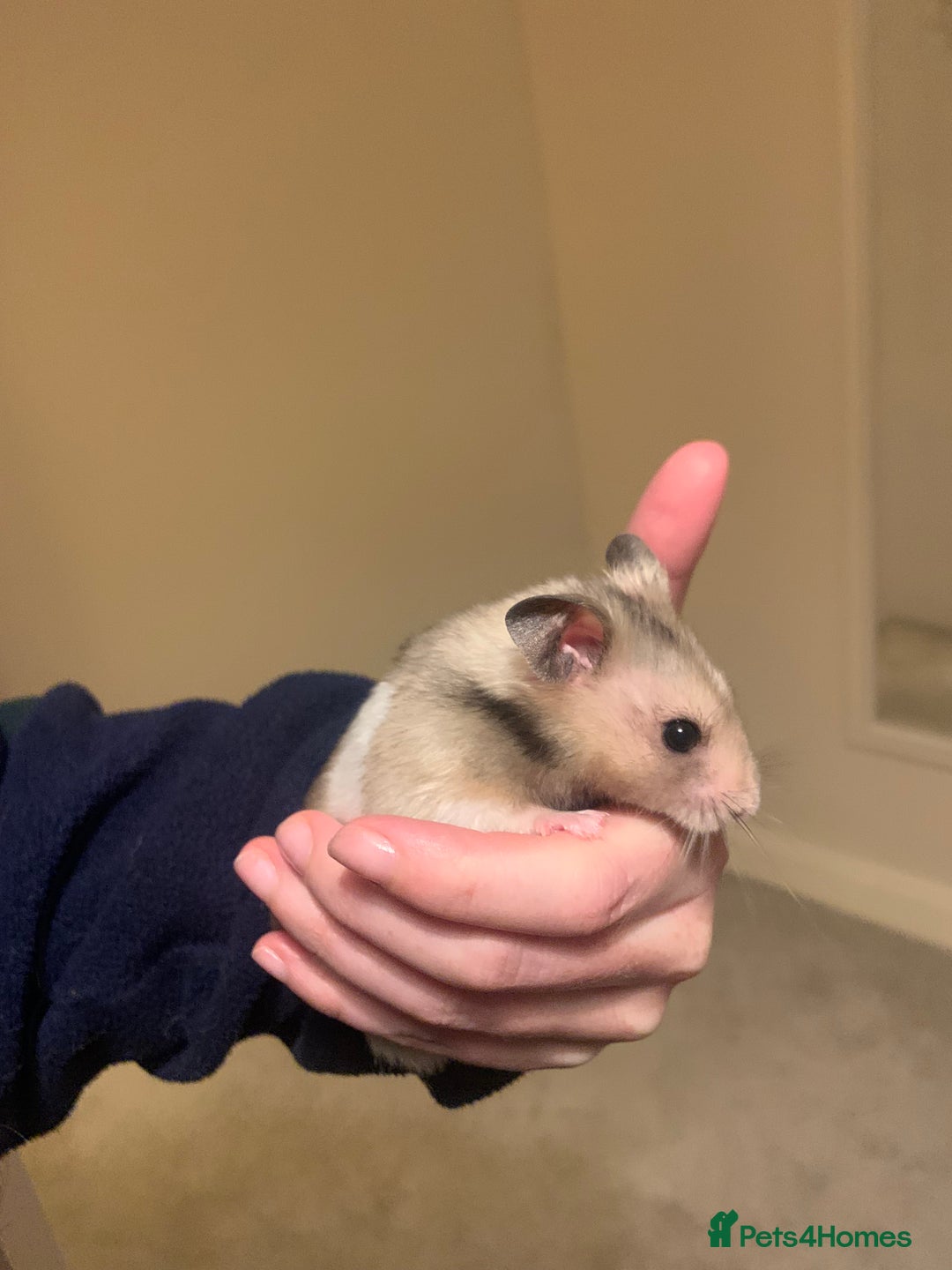 Hamster rodents for sale: Lovely Syrian Hamster  - Image 1