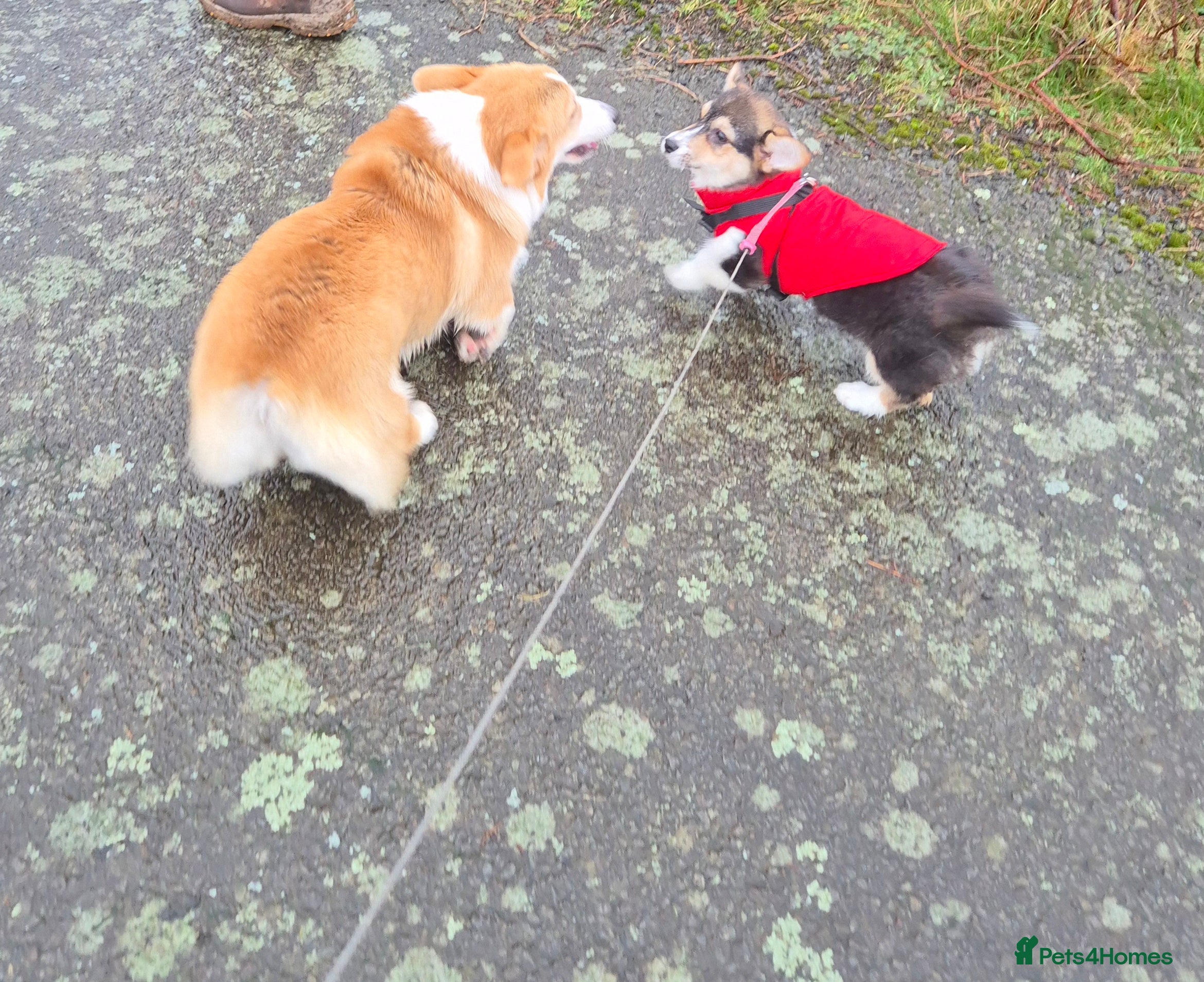 Welsh Corgi Pembroke dogs Kc reg champion lined - Advert 8