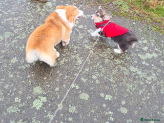 Welsh Corgi Pembroke dogs Kc reg champion lined - Advert 8