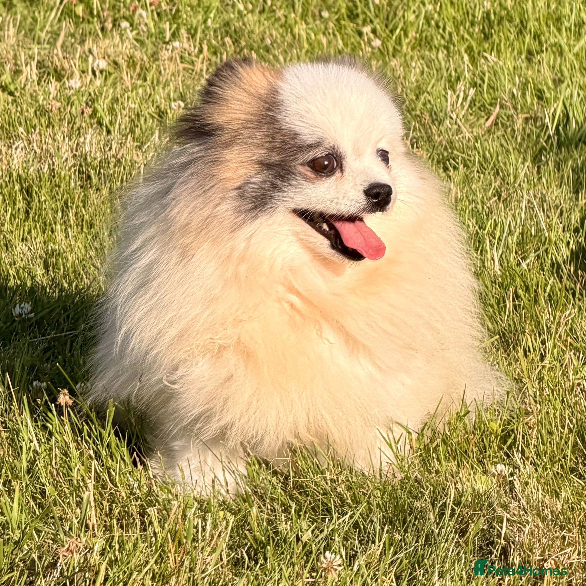 Pomeranian dogs 🐾 Winnie (aka Watson) – Female Pomeranian - Advert 1