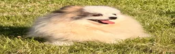 Pomeranian dogs for adoption: 🐾 Winnie (aka Watson) – Female Pomeranian - Advert 1