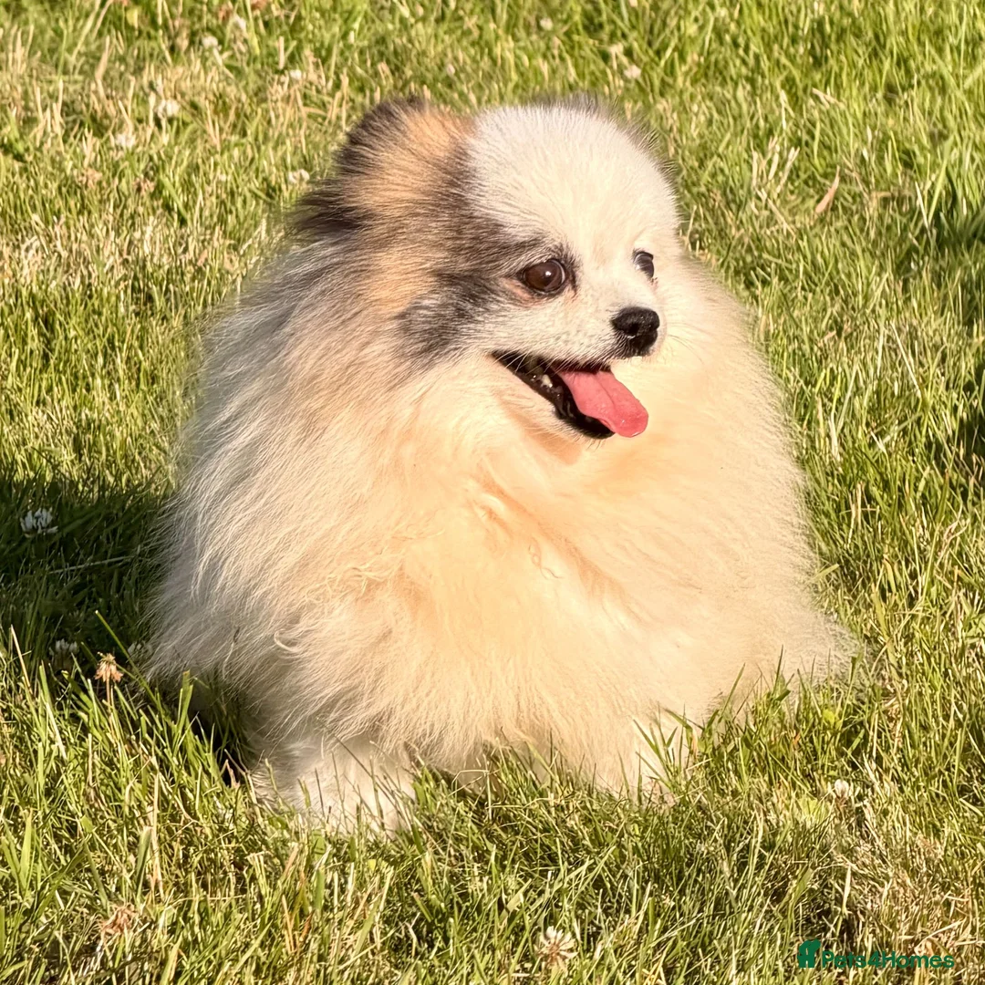 Pomeranian dogs for adoption: 🐾 Winnie (aka Watson) – Female Pomeranian - Advert 1