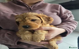 Cockapoo dogs for sale: F1B Red Cockapoo Pups - Image 4