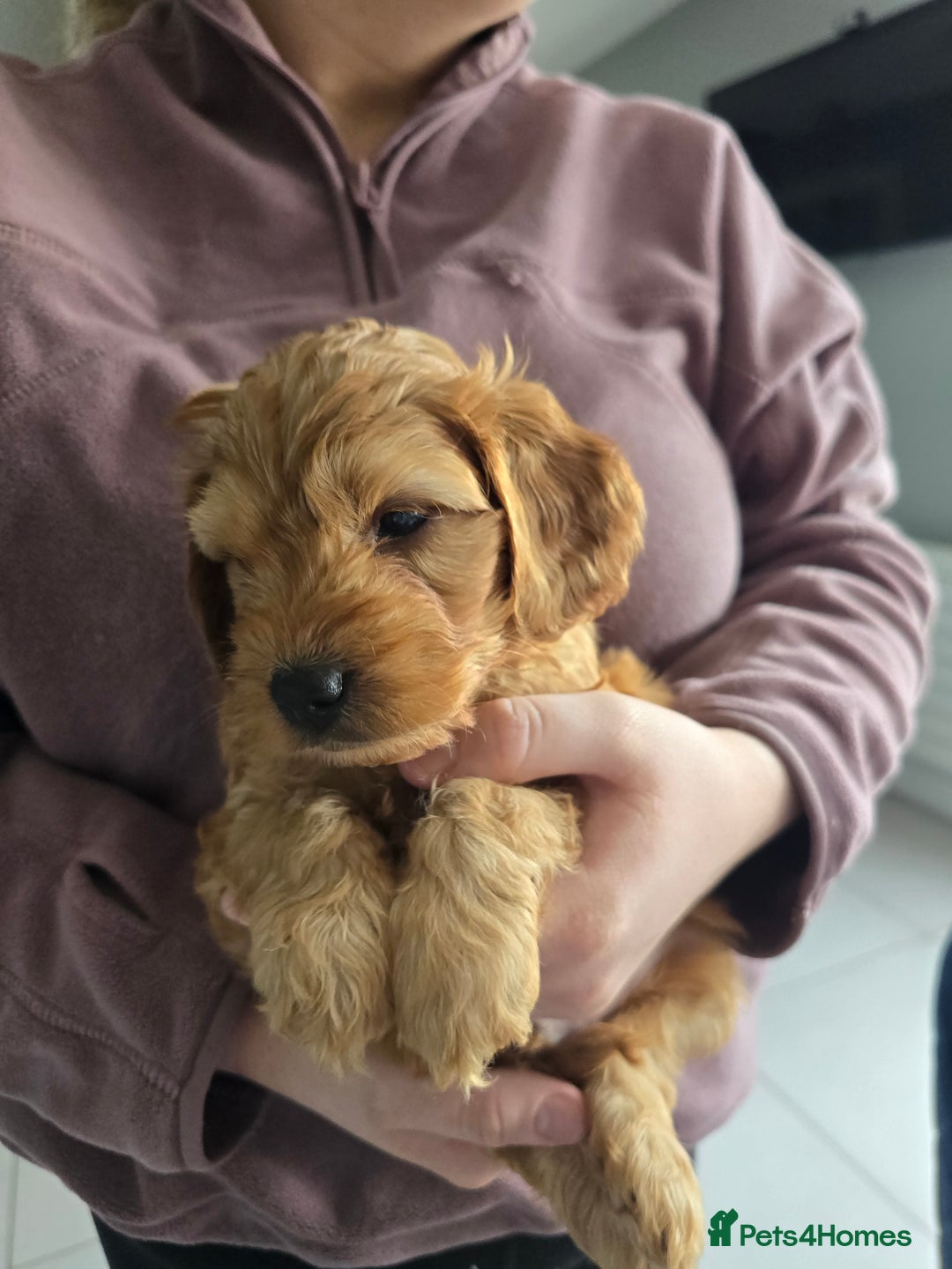 Cockapoo dogs for sale: F1B Red Cockapoo Pups - Image 4
