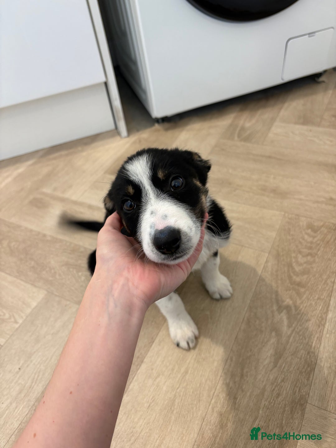 Australian Shepherd dogs for sale: *Ready Now* Australian shepherd puppies - Image 1