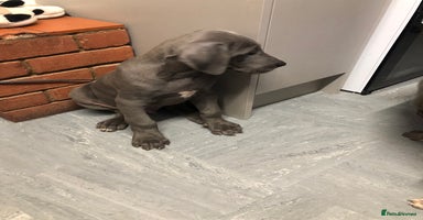 Great Dane dogs Blue Great Dane puppies - Advert 14